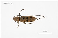 藏品(霧社虎天牛)的圖片